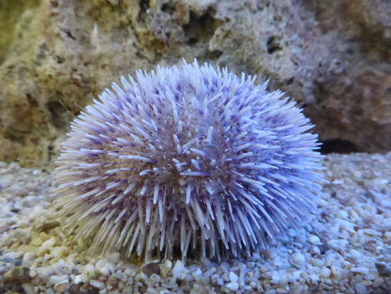  Sphaerechinus granularis (Violet Urchin, Purple Sea Urchin)